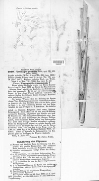 Ustilago grandis image